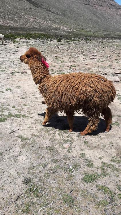 perou-j6-aro (39).jpg