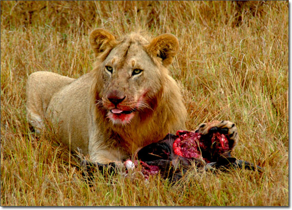 lion-eating.jpg