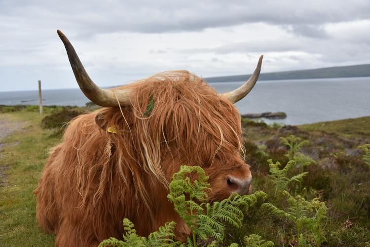 8_vache.JPG.aba1cc085cd859fd3e2b398fa6b4fdab.JPG
