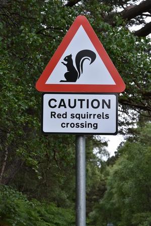3_squirrel.JPG.8fc3a35d4e2b086b54a874f278abbf64.JPG